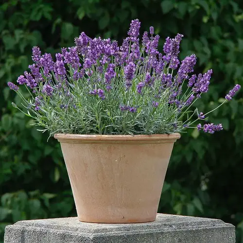 beautiful  Perennial Flowers that Bloom All Summer
