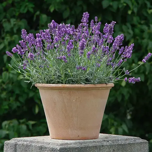 lovely Dainty Flowers 