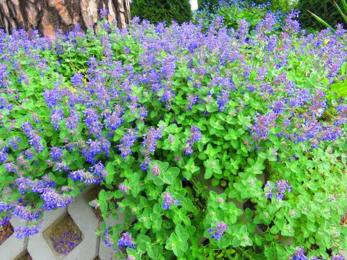 Plants That Draw Bees