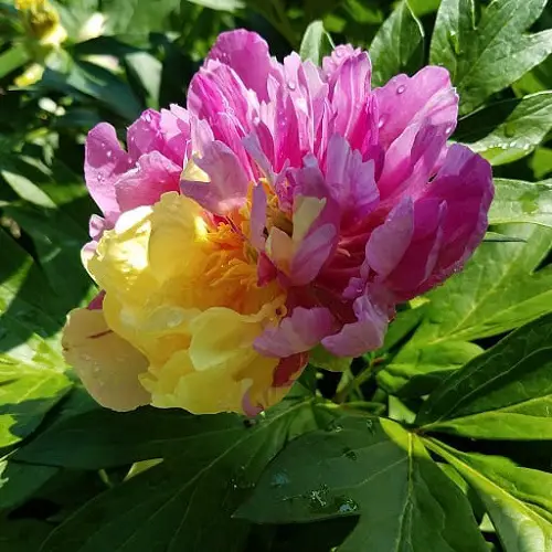 best Finest Varieties of Yellow Peonies