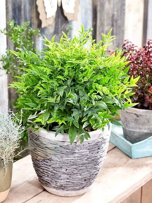 Beautiful Types of Nandina Varieties in pot