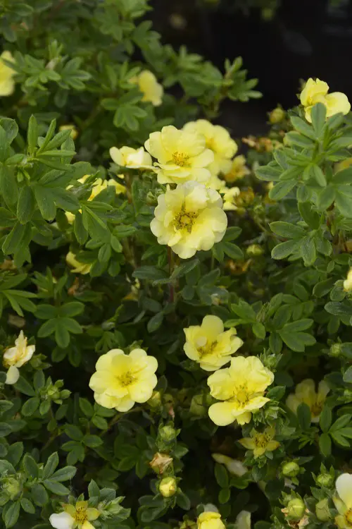 lovely Finest Varieties of Yellow Peonies 