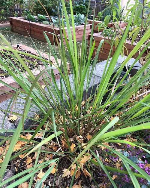 beautiful Best Herbs To Grow in Florida