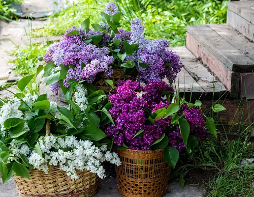 BEST Lavender vs Lilac