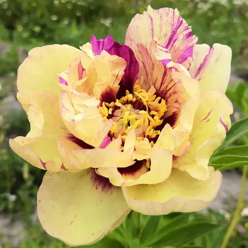 Best Yellow Peony Varieties For garden