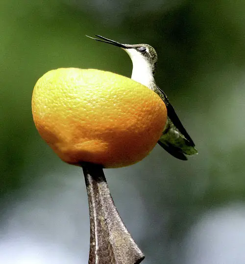 Homemade Recipes for Hummingbird Food