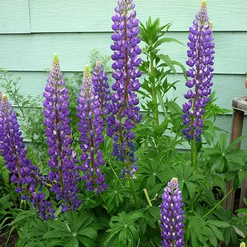beautiful Blue Flower Names & Images 