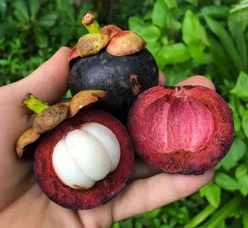 Most Strangest Fruits tree