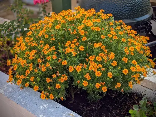Successful Plants for a Tropical Edible Garden