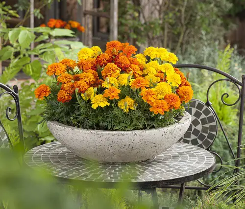 Orange yellow Colors Do Marigolds Come In? Find Out! 5