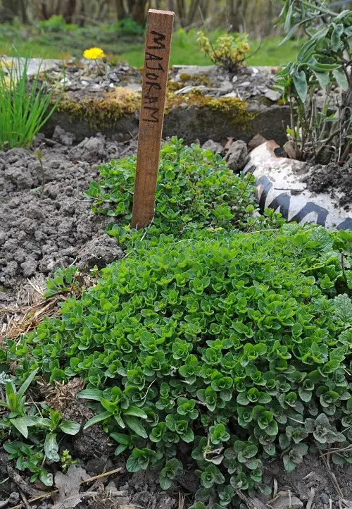  Oregano Companion Plants 