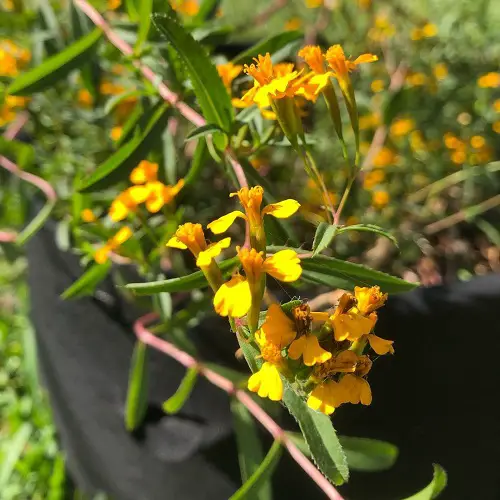 Florida's Best Herbs to Grow