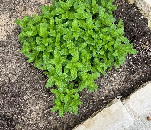 Unsuitable Plants to Grow Near Garlic