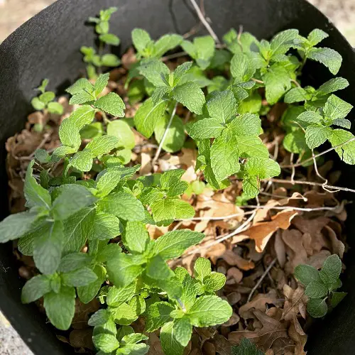 Amazing Florida's Best Herbs to Grow