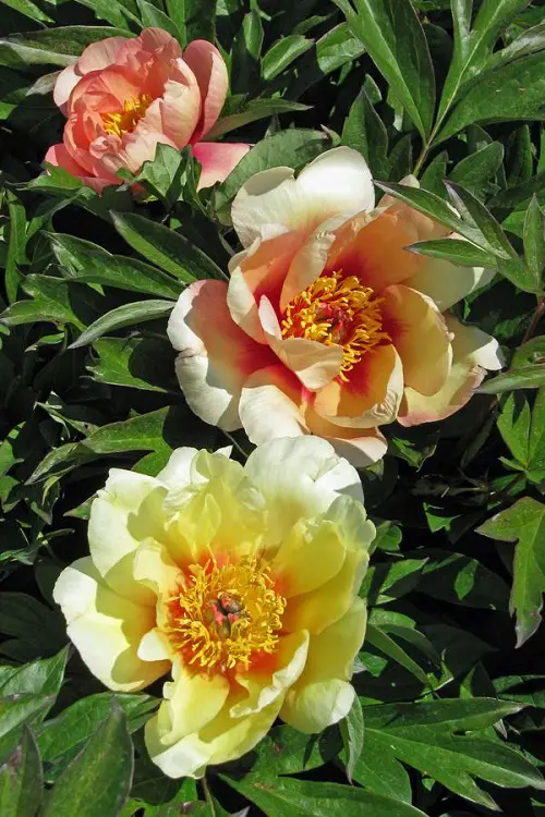 Yellow Peony Varieties For garden