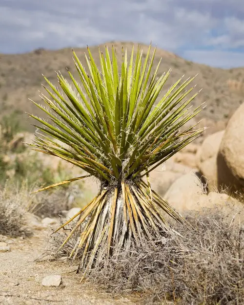 Types of Yucca Plant Varieties For Rock Garden