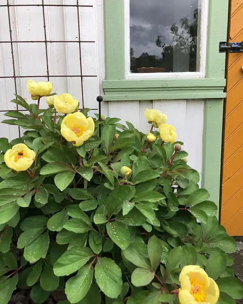 Gorgeous Yellow Peony Varieties for Your Yard