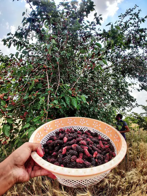 Best Types of Wild Berries to eat