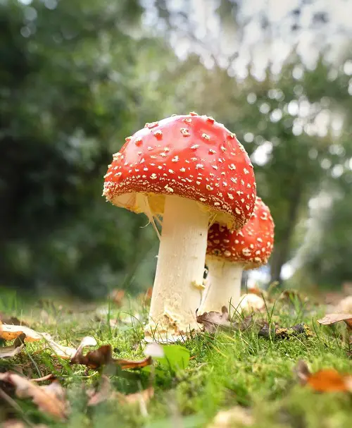 Gardens Easily Contains Toxic Mushrooms