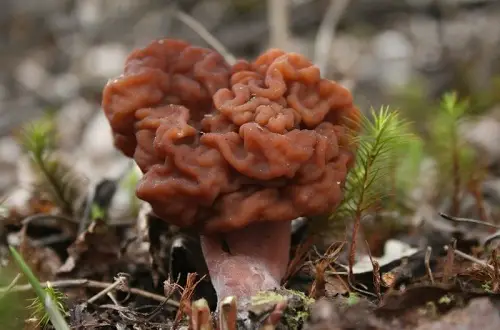 Most Toxic Mushrooms Found Easily 