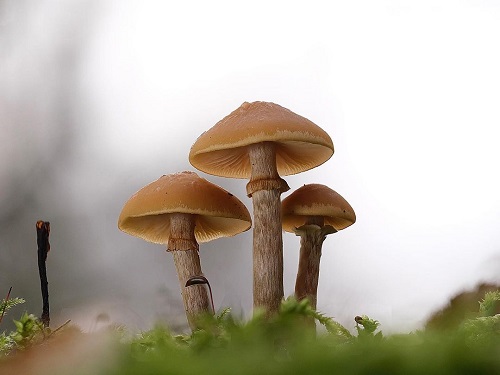 Most Dangerous Mushrooms Easily Found in Gardens