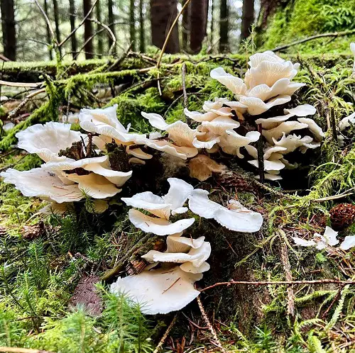 Toxic Mushrooms in Gardens