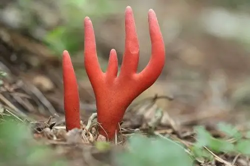 Easily found in gardens are most toxic mushrooms 