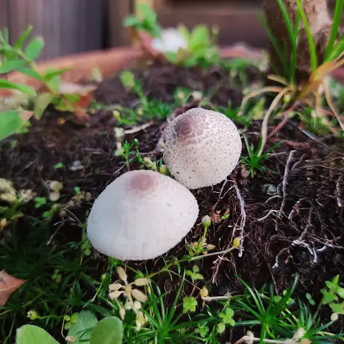 Easily Found Toxic Mushrooms in Gardens