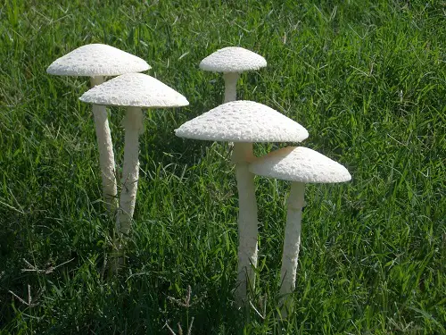 Most Toxic Mushrooms