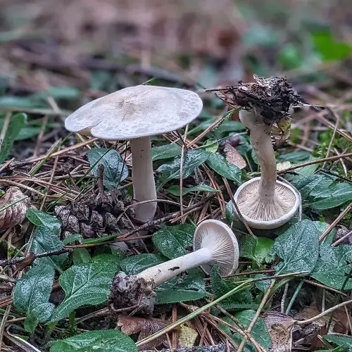 Commonly Found Toxic Mushrooms in Gardens