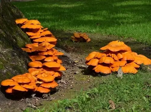 Commonly Found Toxic Mushrooms in Landscapes