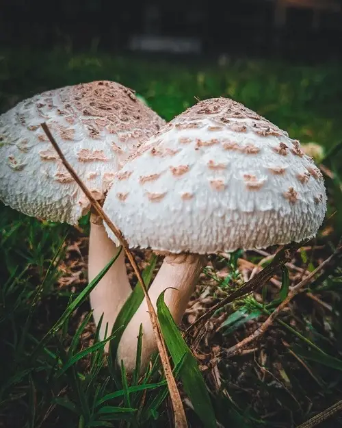 Commonly Found Toxic Mushrooms in Parks