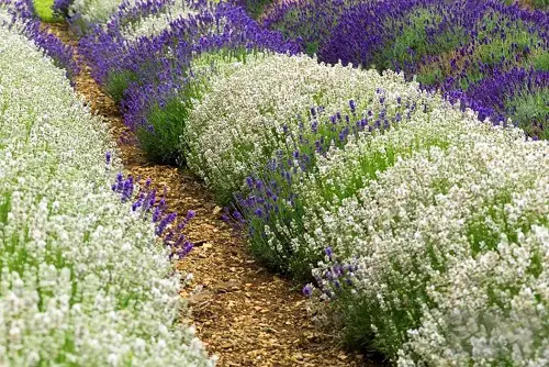 top Best Perennial Lavender Varieties