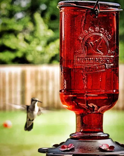 Recipes for Homemade Hummingbird Food 2