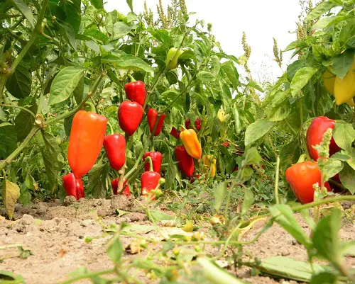 Bad Companion Plants for Watermelons bell peper