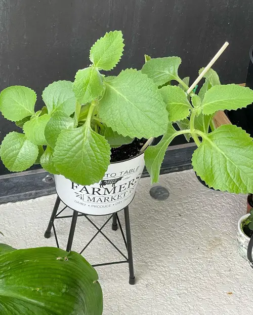 Herbs that Like Full Sun and Heat2
