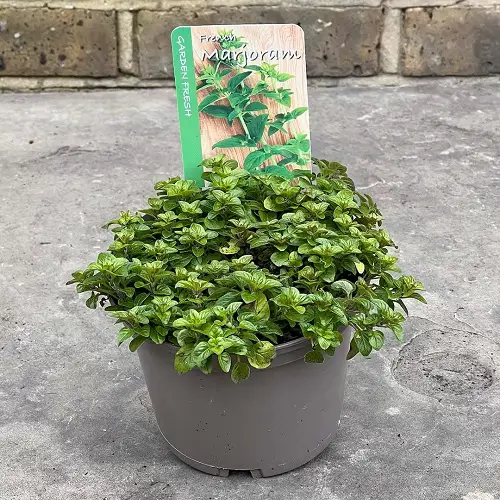 Rosemary Companion Plants marjoram