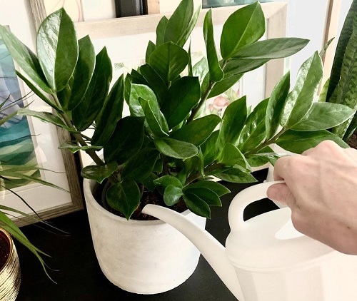 watering plant in pot