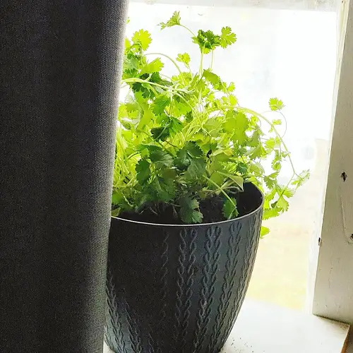 Top Herbs for Florida Gardening