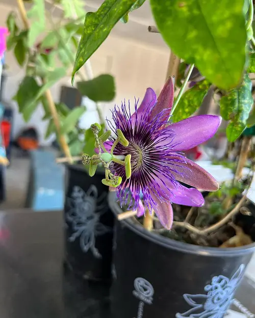 Blue and Purple Flowers in pot