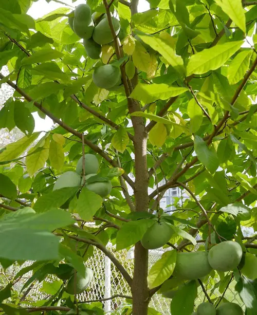 beautiful Fruits Grown in the Shadows