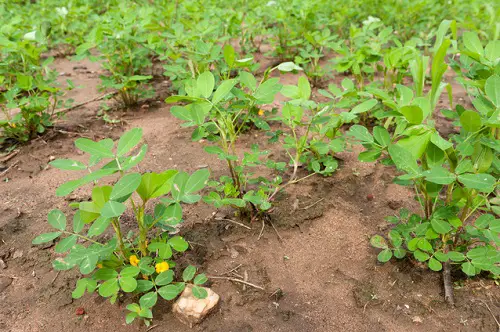 How Do Peanuts How Do Peanuts Grow