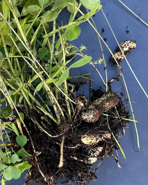Requirements to Grow the Best Peanuts