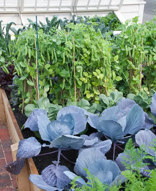Combinations of Vegetables You Should Never Plant