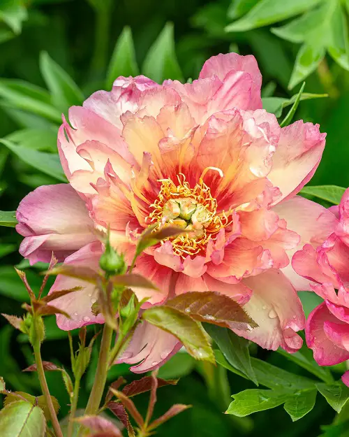 Gorgeous Yellow Peony Varieties for Your Yard