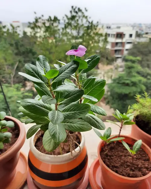 Stunning Blue and Purple bloom