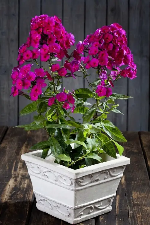 Plants That Draw Bees