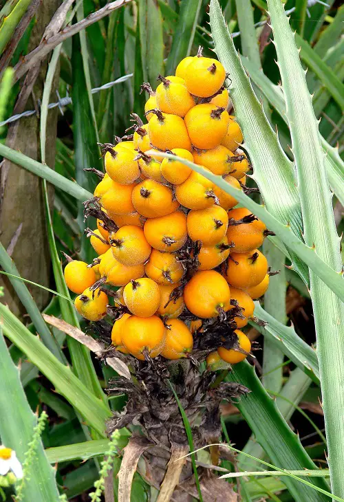 Most Strangest Fruits on tree