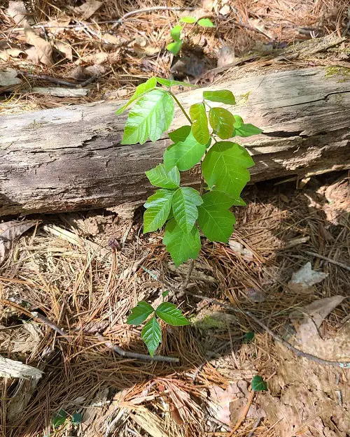 DIY Poison Ivy Killer Recipes