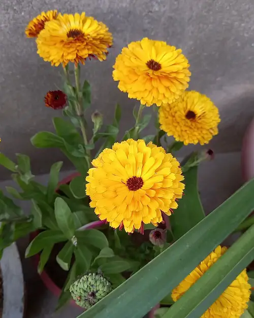 Best Gold Flowers in pot 